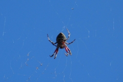 spider