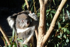 koala