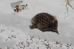 echidna