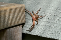 huntsman