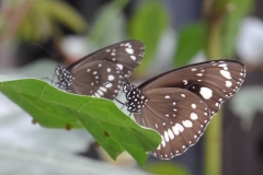 butterfiles