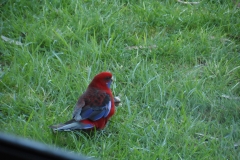 parrot