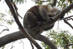 koala