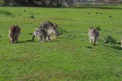 Kangaroos